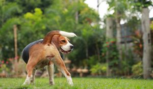 شایع ترین بیماری های مقعدی در سگ | دام و پت