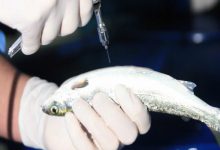 آیا ماهی ها به واکسیناسیون نیاز دارند؟ | دام و پت