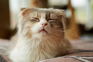 آلرژی در گربه ها | دام و پت