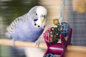 اختلالات تغذیه ای پرندگان خانگی | دام و پت