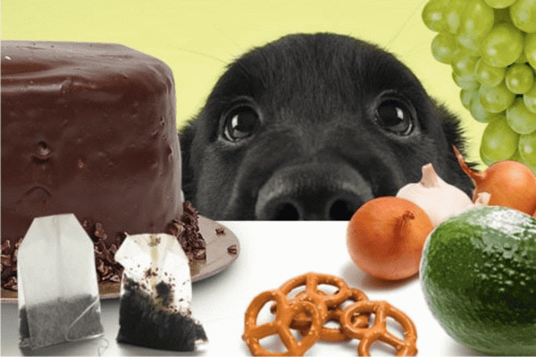 غذاهای مناسب و غیر مناسب برای سگ ها 6 | دام و پت