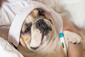 آنفلوانزای سگ | دام و پت