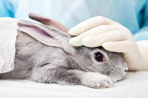 علائم هشدار دهنده مرگ خرگوش | دام و پت