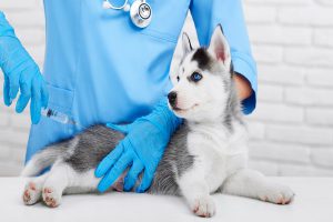 واکسن در توله سگ ها | دام و پت