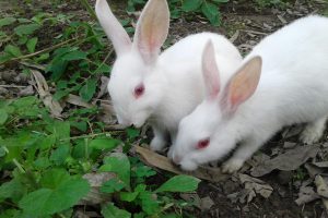 زالی در خرگوش ها | دام و پت