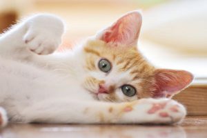 کم خونی در گربه ها 1 | دام و پت