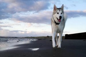 10 مورد از سالم ترین نژادهای سگ | دام و پت