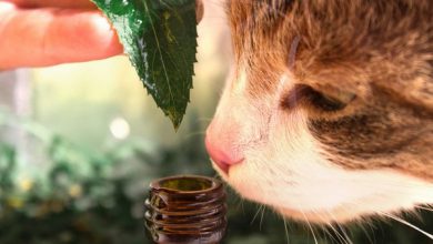 آیا مصرف روغن اساسی در گربه ها خطر دارد؟ | دام و پت