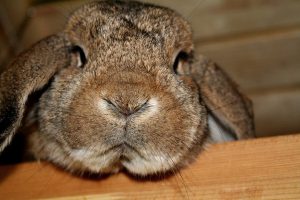 علائم هشدار دهنده مرگ خرگوش | دام و پت