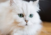 چگونه از یک گربه نژاد ایرانی مراقبت کنیم؟ | دام و پت