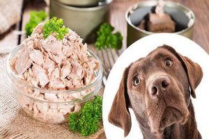 غذاهای مناسب و غیر مناسب برای سگ ها 1 | دام و پت