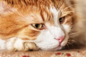 آیا مصرف روغن اساسی در گربه ها خطر دارد؟ | دام و پت