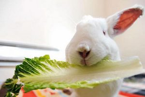 نیازهای غذایی در خرگوش ها | دام و پت