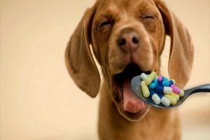 مصرف دارو های مسکن در سگ 1 | دام و پت
