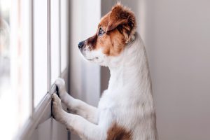 شایع ترین مشکلات رفتاری در سگ ها | دام و پت
