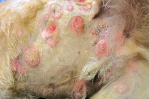 بیماری های پوستی کشنده در سگ و گربه | پزشکت
