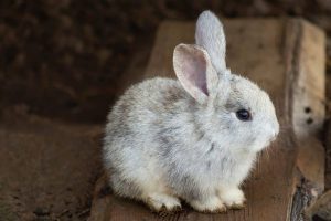 سرماخوردگی در خرگوش ها | دام و پت