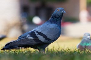 تغییر وزن در پرندگان | دام و پت