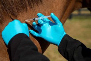بایدها و نباید های واکسیناسیون اسب | دام و پت