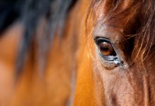 عفونت چشم اسب چیست؟ 1 | دام و پت