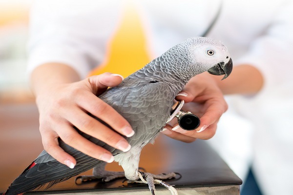 اختلالات گوارشی پرندگان خانگی 5| دام و پت