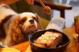 غذاهای مناسب و غیر مناسب برای سگ ها 3 | دام و پت