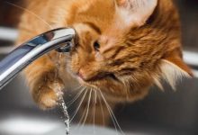 شایع ترین علائم کمبود آب در بدن حیوانات | دام و پت