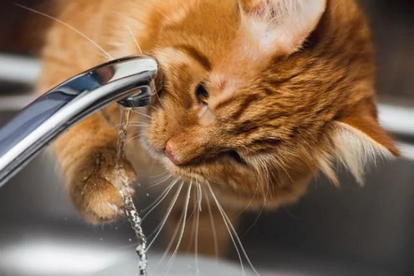 شایع ترین علائم کمبود آب در بدن حیوانات | دام و پت