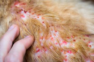 بیماری های پوستی کشنده در سگ و گربه | پزشکت