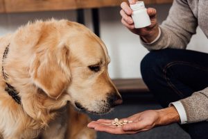 مصرف دارو های مسکن در سگ 2 | دام و پت