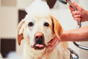 چگونه سگ خود را استحمام کنیم؟ | دام و پت
