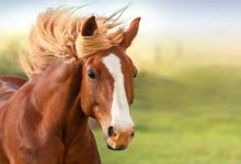 10 اشتباه بزرگ در هنگام خرید اولين اسب | دام و پت