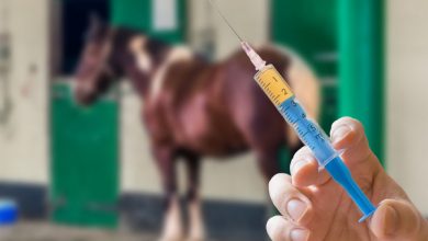 بایدها و نباید های واکسیناسیون اسب | دام و پت