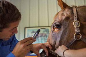 عفونت چشم اسب چیست؟ 1 | دام و پت