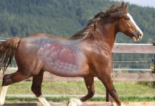 اختلالات گوارشی اسب | دام و پت