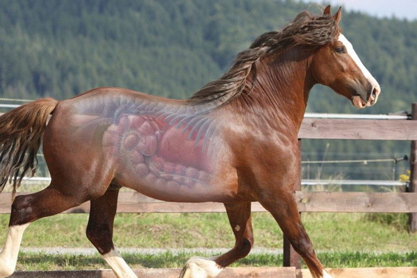 اختلالات گوارشی اسب | دام و پت