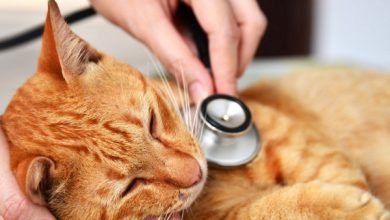 عفونت های تنفسی در گربه ها | دام و پت