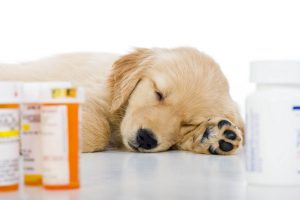 مصرف دارو های مسکن در سگ 3 | دام و پت