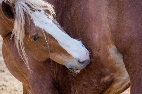 شایع ترین بیماری های پوستی اسب | دام و پت