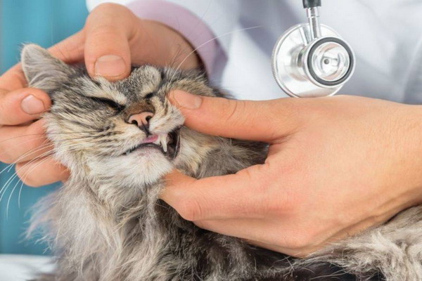 کم خونی در گربه ها 1 | دام و پت