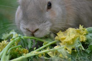 بهترین رژیم غذایی برای خرگوش ها | دام و پت