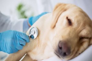 آنفلوانزای سگ | دام و پت