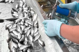آیا ماهی ها به واکسیناسیون نیاز دارند؟ | دام و پت