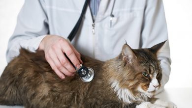 بیماری های قلبی در گربه ها کدامند؟ | دام و پت
