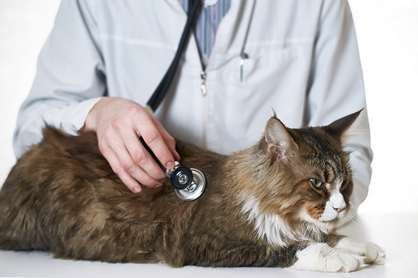 بیماری های قلبی در گربه ها کدامند؟ | دام و پت