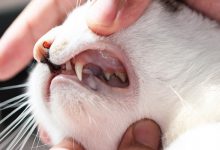 اختلالات دندان در گربه ها | دام و پت