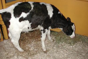 اسهال گوساله، از علل تا درمان | دام و پت