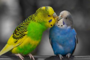 5 راه برای شاد و سالم نگه داشتن پرندگان | دام و پت