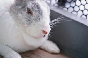 علائم پیری در خرگوش ها | دام و پت