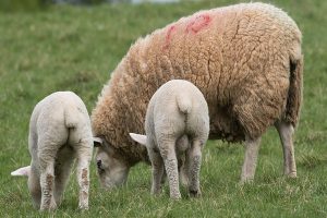 کمبود کبالت در گوسفندان | دام و پت